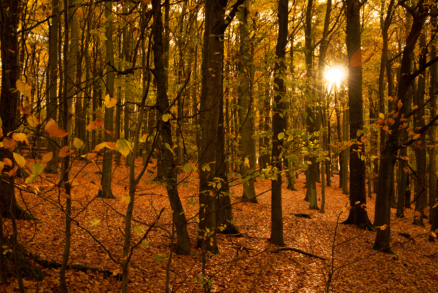 Nationalspark Eifel Herbst Sonne.jpg